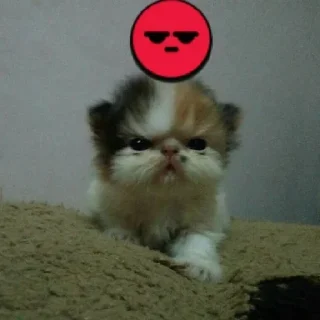 Sticker @kapechto rio de janeiro - 11