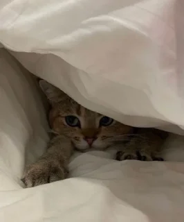 Sticker Рита мем 2 - 10