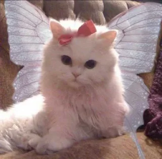 Sticker Рита мем 2 - 6