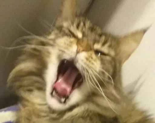 Стикер rizhopul - 1