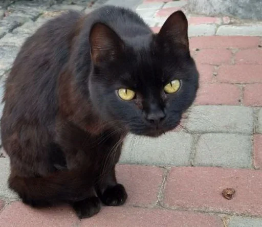 Sticker rizhopul - 1