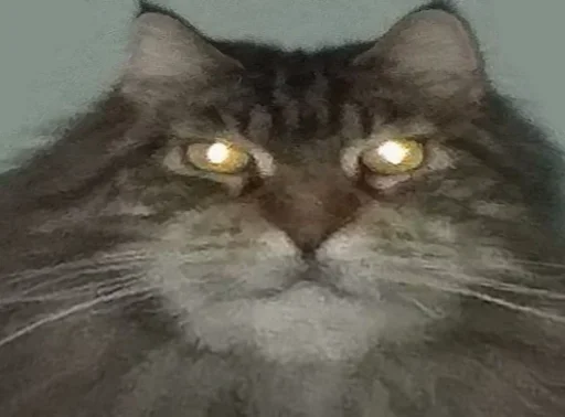 Sticker rizhopul - 1