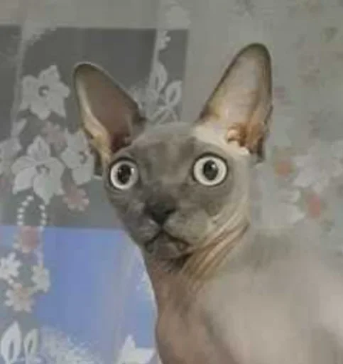 Sticker rizhopul - 1