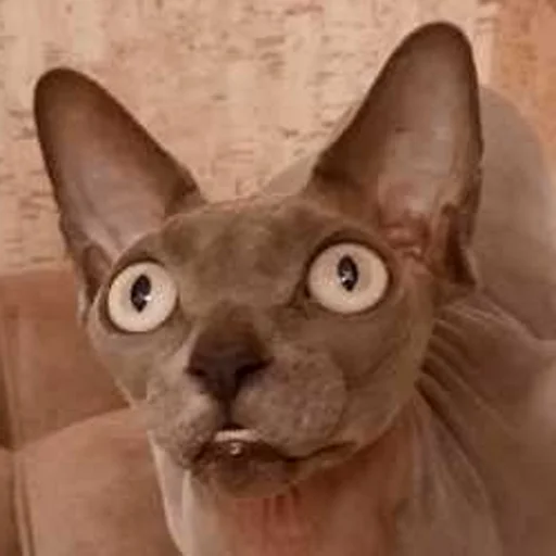 Sticker rizhopul - 1