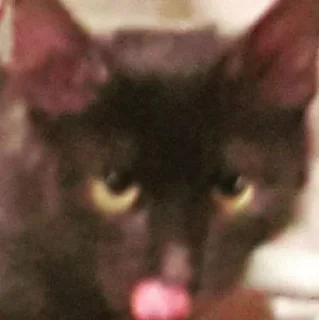 Стикер Cats 1.0 by Arsenus - 9