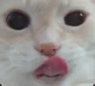 Стикер Cats 1.0 by Arsenus - 10