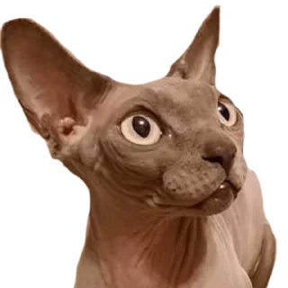 Стикер Cats 1.0 by Arsenus - 11