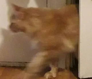 Стикер Cats 1.0 by Arsenus - 6