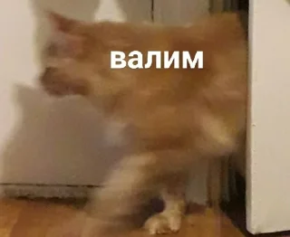 Стикер Cats 1.0 by Arsenus - 2