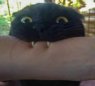 Стикер Cats 1.0 by Arsenus - 5