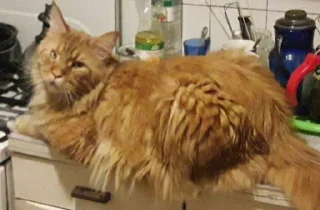 Стикер Cats 1.0 by Arsenus - 0