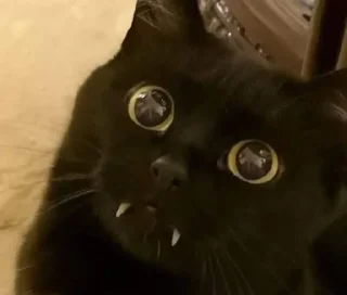 Стикер Cats 1.0 by Arsenus - 7