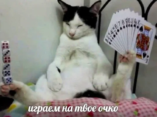 text small to medium-sized cats animal