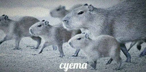 Sticker ржака 13 @rjakasticks - 5