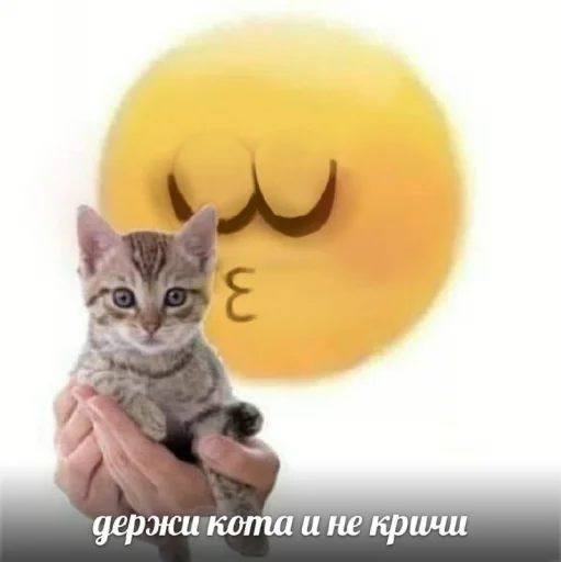 кошка животное мяч