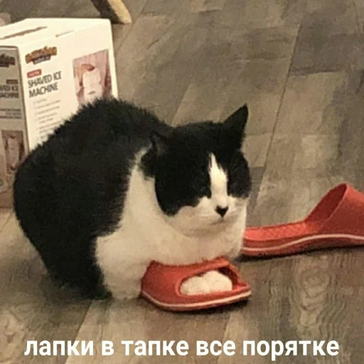 животное кошка кошки малого и среднего размера