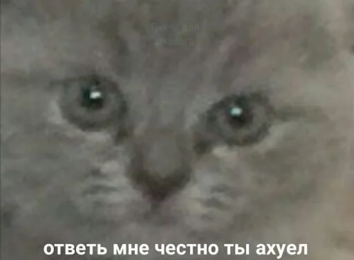 Sticker ржака 16 @rjakasticks - 10