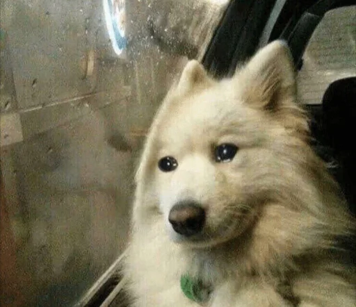 Sticker ржака 16 @rjakasticks - 2