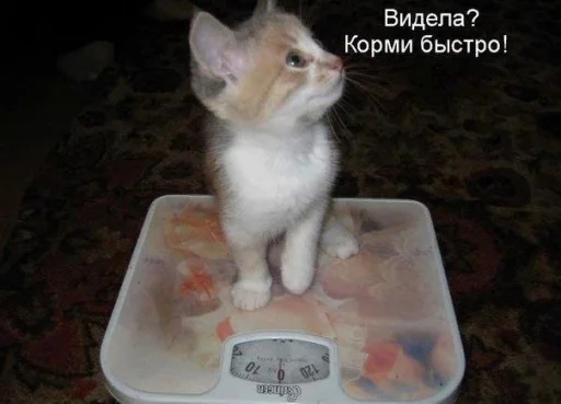 Sticker ржака 19 @rjakasticks - 9