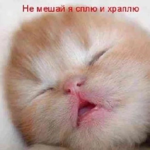 Sticker ржака 19 @rjakasticks - 8