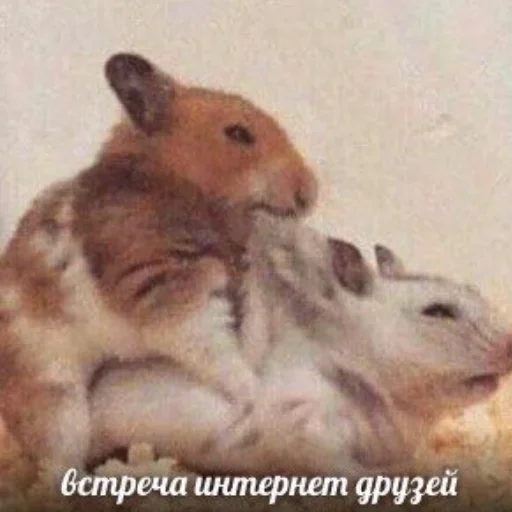 Sticker ржака 19 @rjakasticks - 7