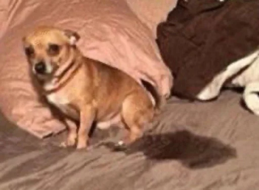 Sticker ржака 19 @rjakasticks - 5