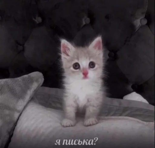 Sticker ржака 19 @rjakasticks - 1