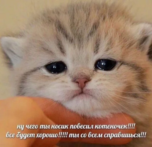 Стикер ржака 20 @rjakasticks - 11