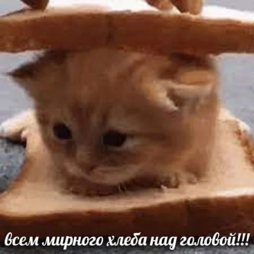 Стикер ржака 20 @rjakasticks - 10