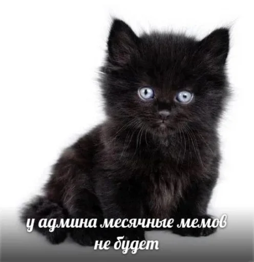 Стикер ржака 20 @rjakasticks - 2