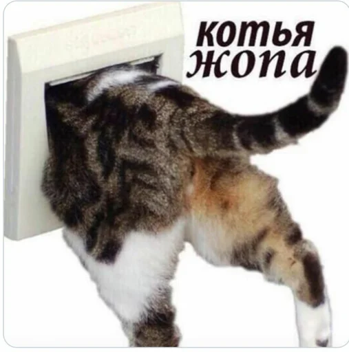 small to medium-sized cats felidae mammal