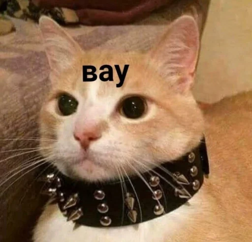 small to medium-sized cats animal mammal