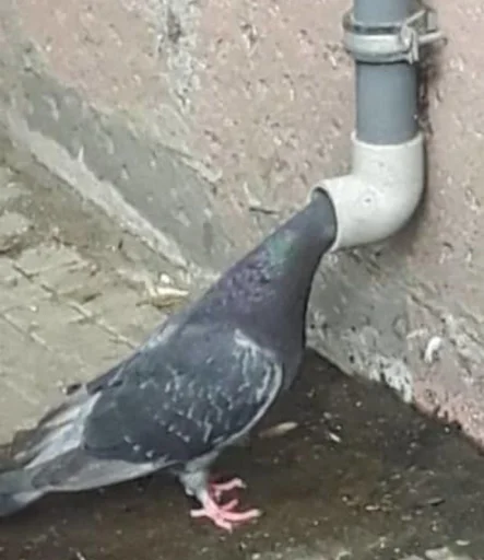 animal pigeon bird