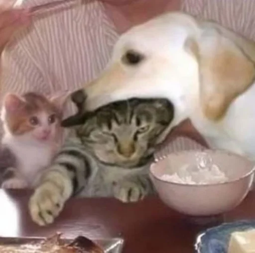 animal mammal indoor