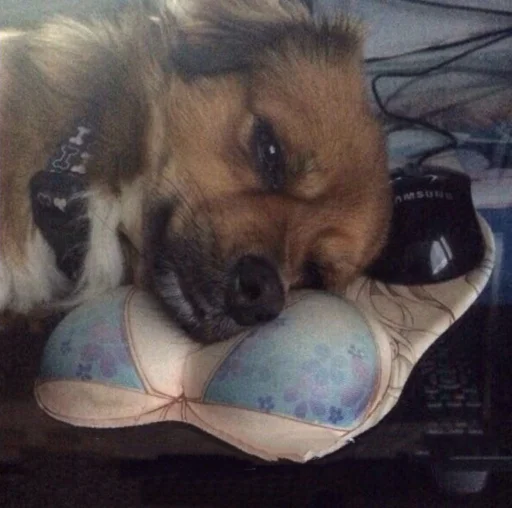 домашнее животное порода собак собака