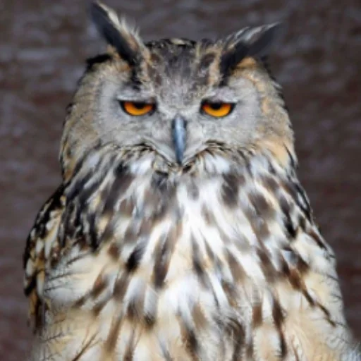 Sticker rlavizz_by_achestickbot - 1