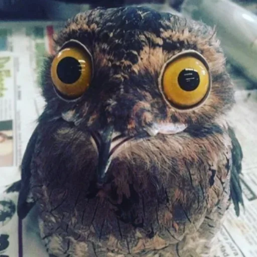 Sticker rlavizz_by_achestickbot - 1