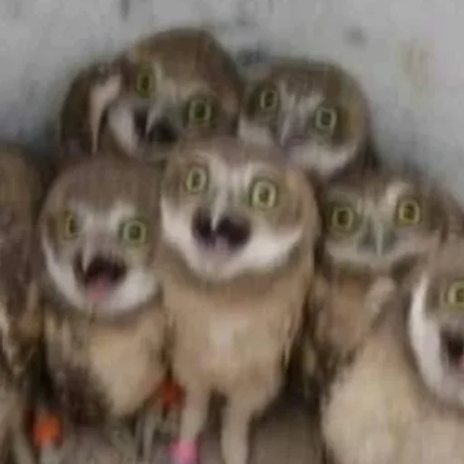 Sticker rlavizz_by_achestickbot - 1