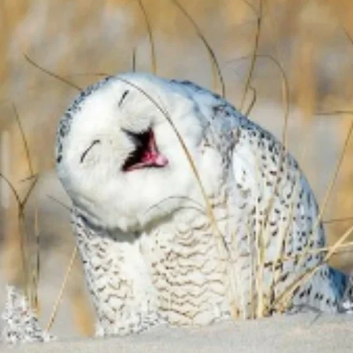 Sticker rlavizz_by_achestickbot - 1