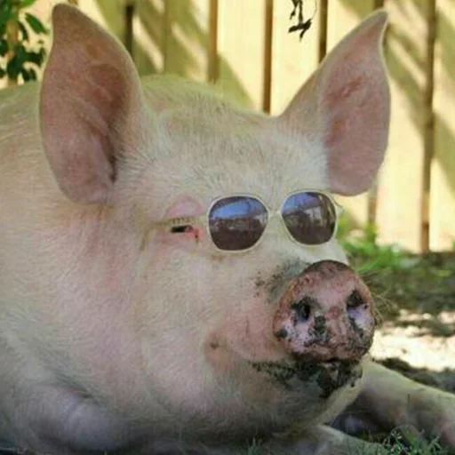 млекопитающее свинья животное