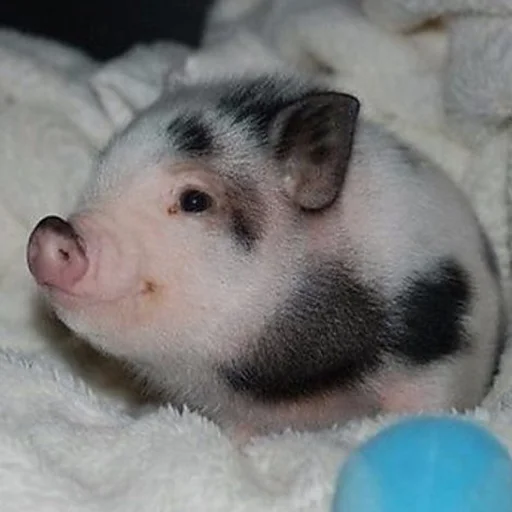 млекопитающее животное рыло