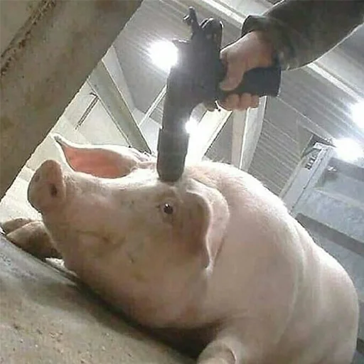 swine pig domestic pig