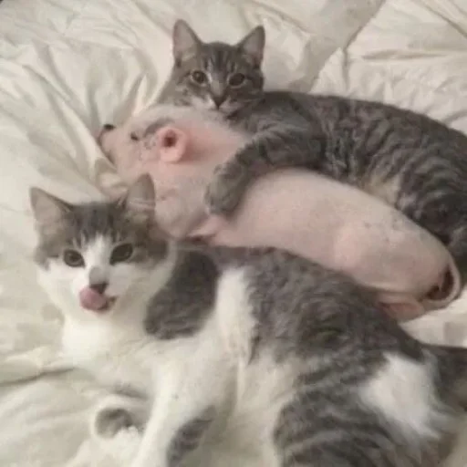 животное млекопитающее кошка