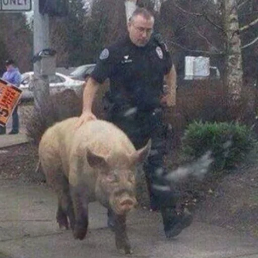 животное млекопитающее свинья