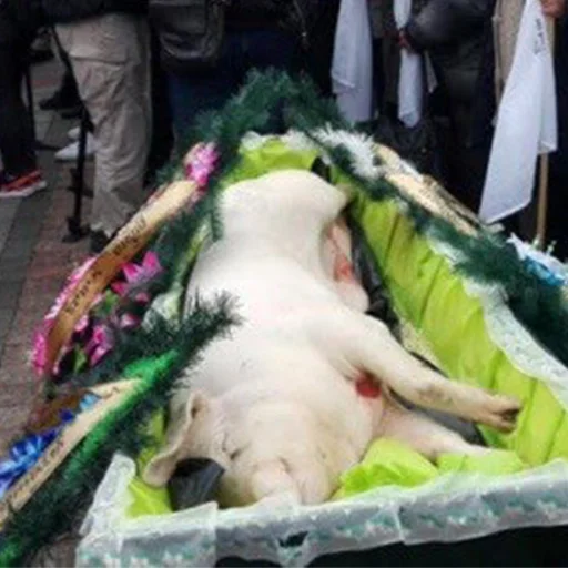 спящий на открытом воздухе Человек