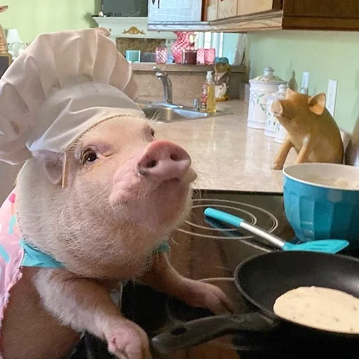 комнатный животное млекопитающее