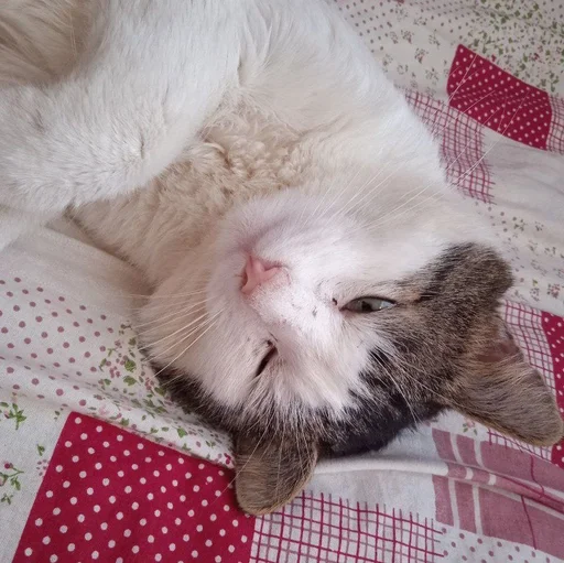 кошки малого и среднего размера кошачьи комнатный