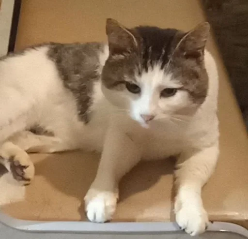 small to medium-sized cats felidae whiskers