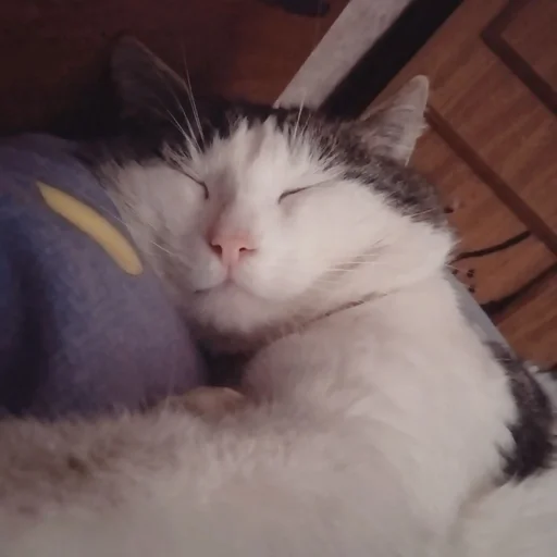 mammal animal small to medium-sized cats