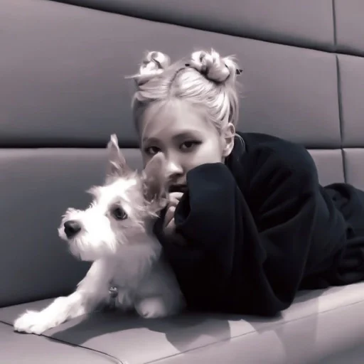 домашнее животное порода собак комнатный